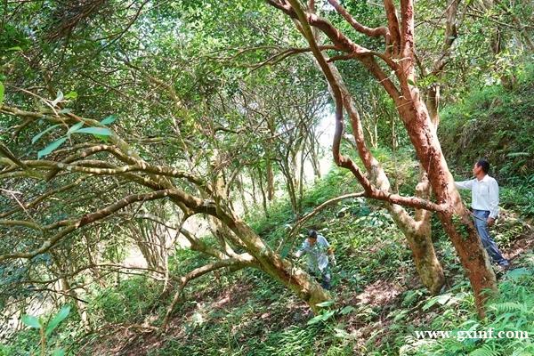 凭祥：百年古油茶 茶油香百年